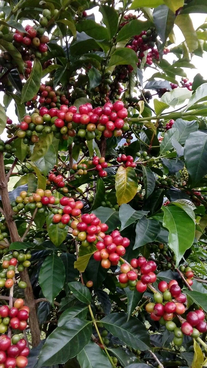 Coffee Processing