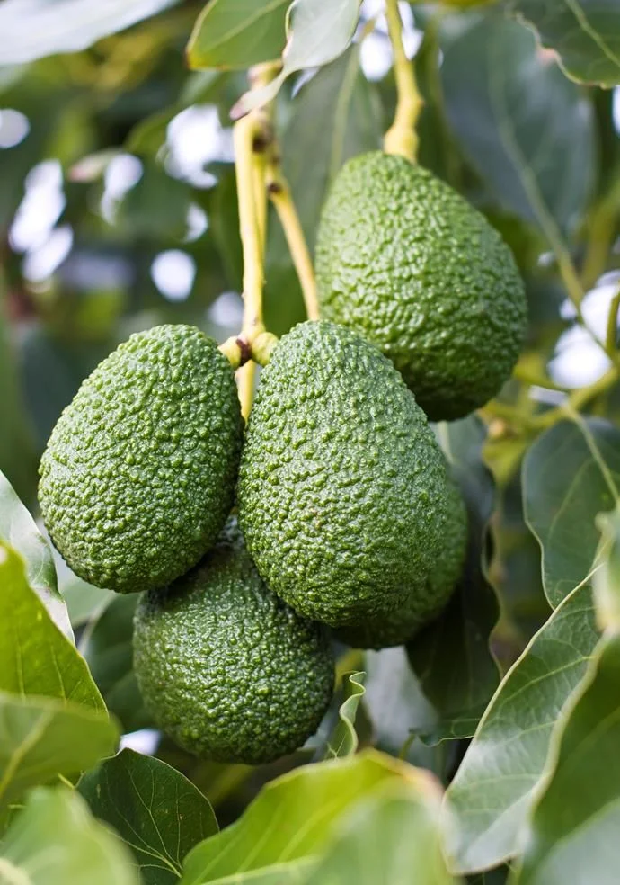 Avocado Export