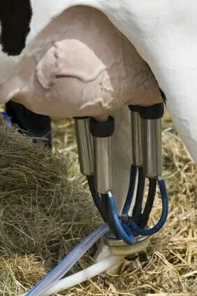 Dairy Processing